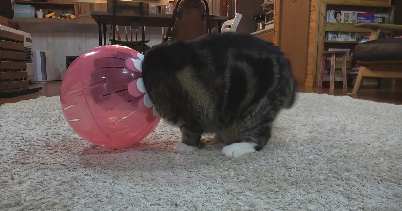 A cat is playfully interacting with a pink toy on a white carpet in a cozy room.