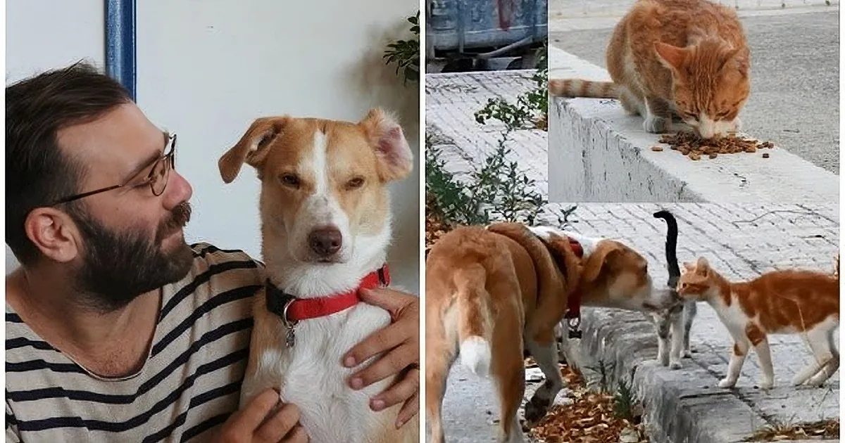 Dog Goes on a Daily Walk, Ends up Rescuing and Feeding 30 Stray Cats!