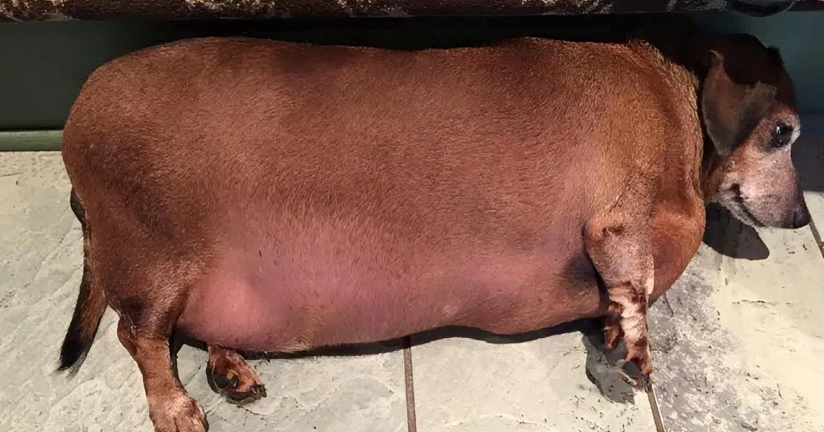 Dachshund Goes on Diet for Bad Eating Habits, This Is Just Gross!