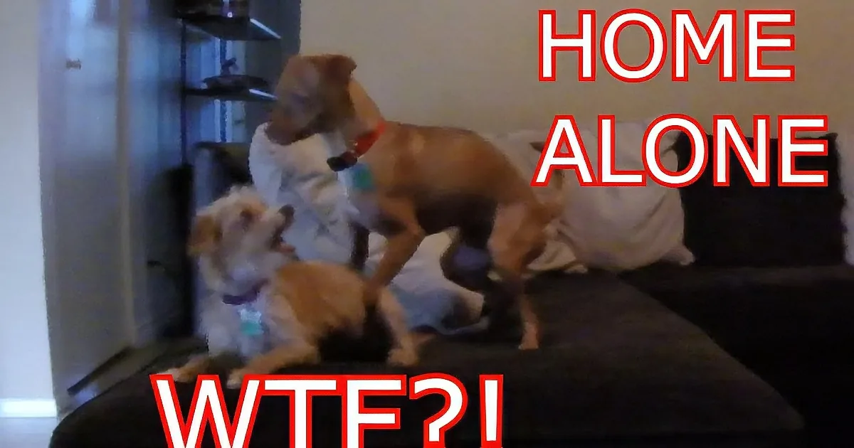 A dog is playfully interacting with a person on a couch, with text overlay saying "HOME ALONE" and "WTF?!"