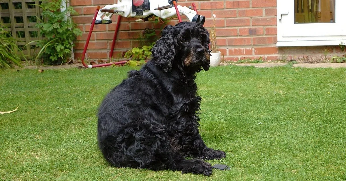 A black, curly-haired dog sits on grass, looking up, with a red exercise bike and brick wall in the background.