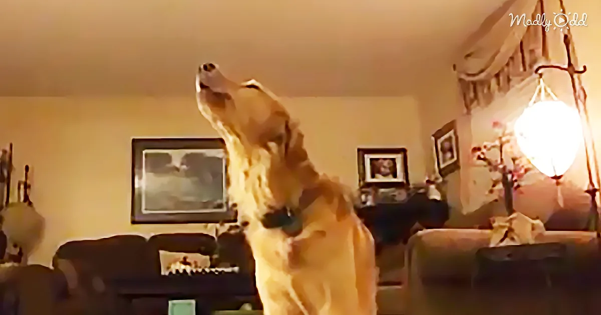 A golden retriever stands in a living room, looking up with its mouth open, wearing a collar.