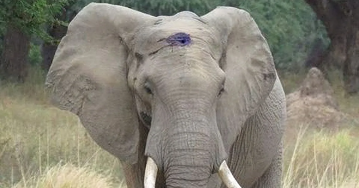 Elephant Pleads for Help After Shot by Poacher, Watch the Story Unfold...