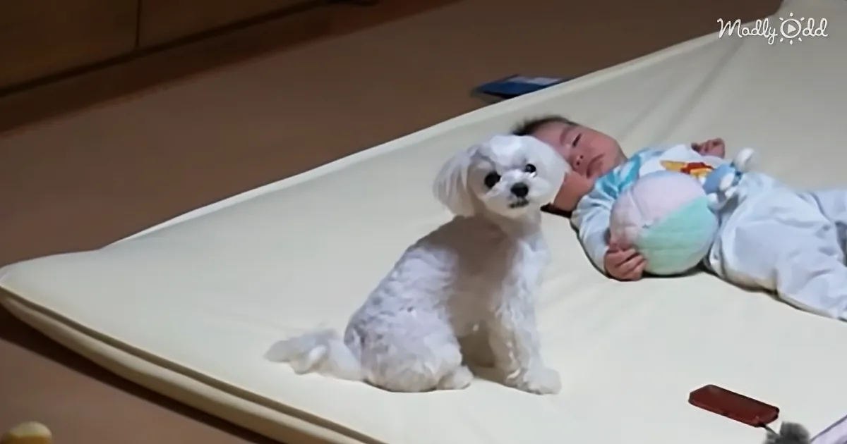 Crying Baby Only Settles When Maltese Howls