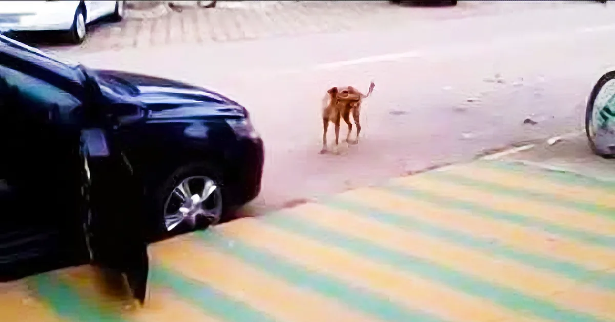 Car Makes Noise and Dog Dances, but Music to Everyone''s Ears!