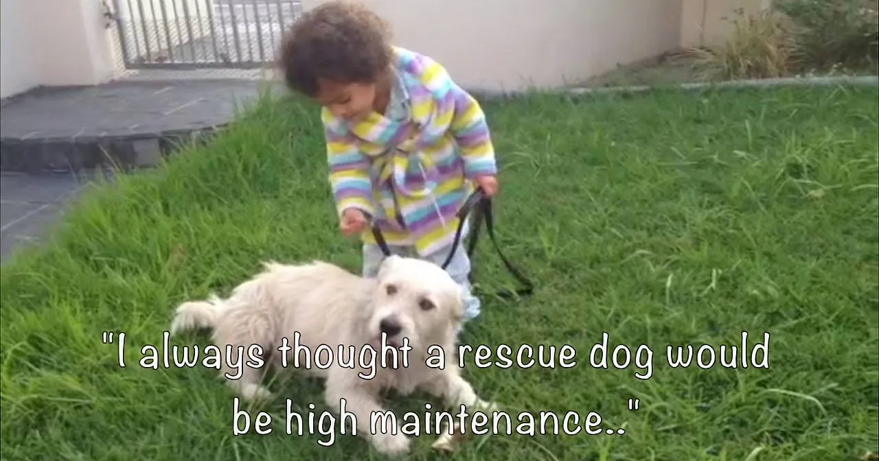 A Dog at a Station Left Abandoned, What They Do Next Will Bring Tears to Your Eyes.