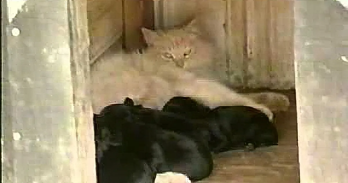 Kitty Adopts Puppies Abandoned by Own Mother, What Happens Next Will Shock You.