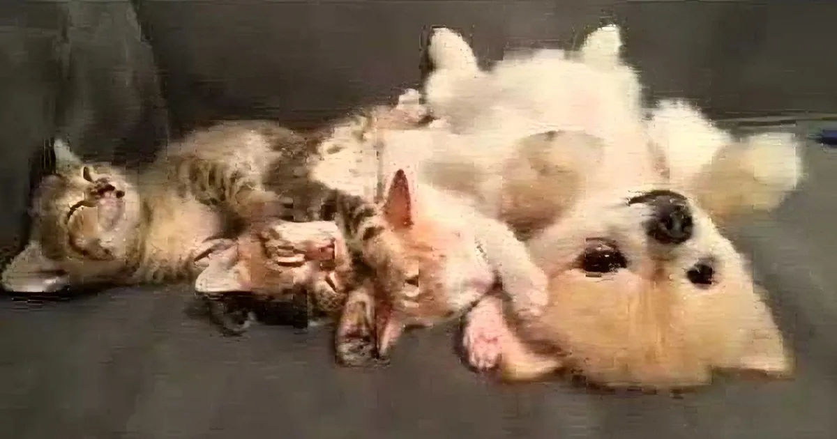 Puppy Ensures Kitten Do Not Get Woken up, Buy Why?