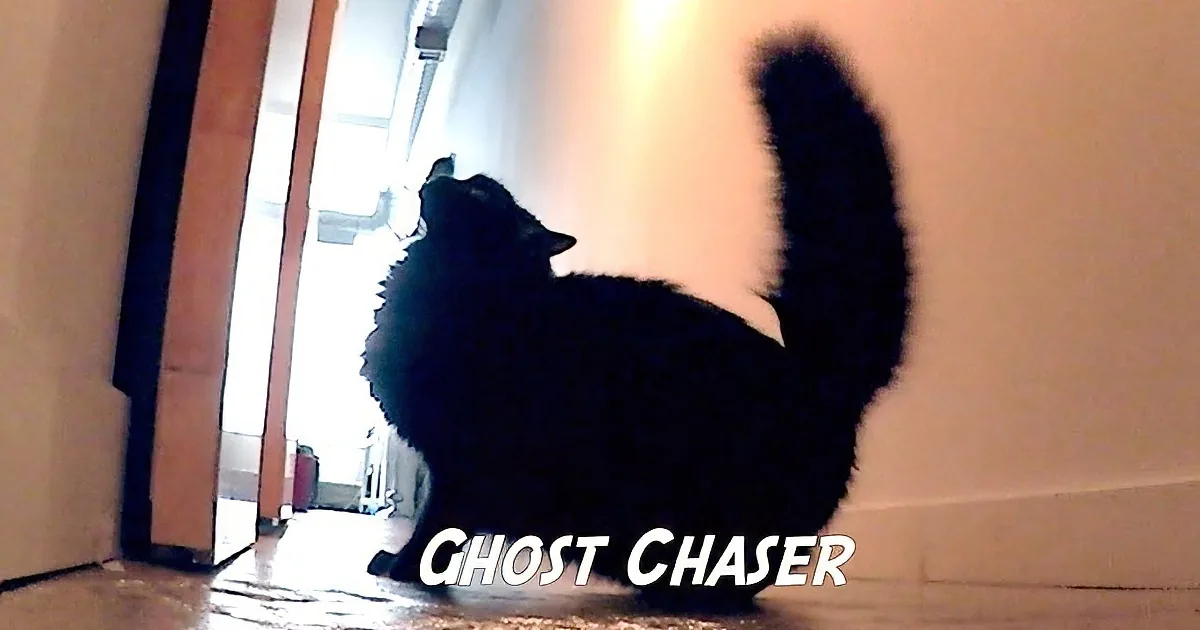 A black cat sits by a door, its tail raised, with "GHOST CHASER" text overlaid.