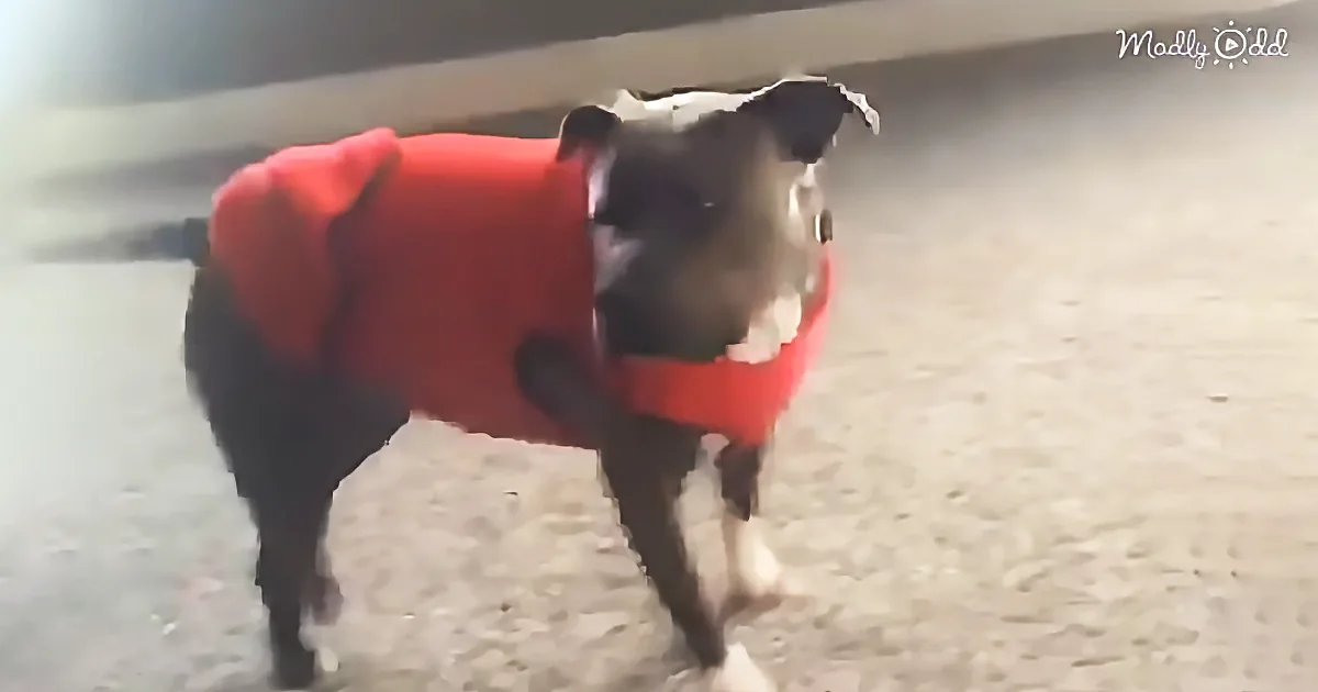 New Rescue Dog Sees Little Girl Doing Cartwheels and Attempts to Copy Her. Hilarious!