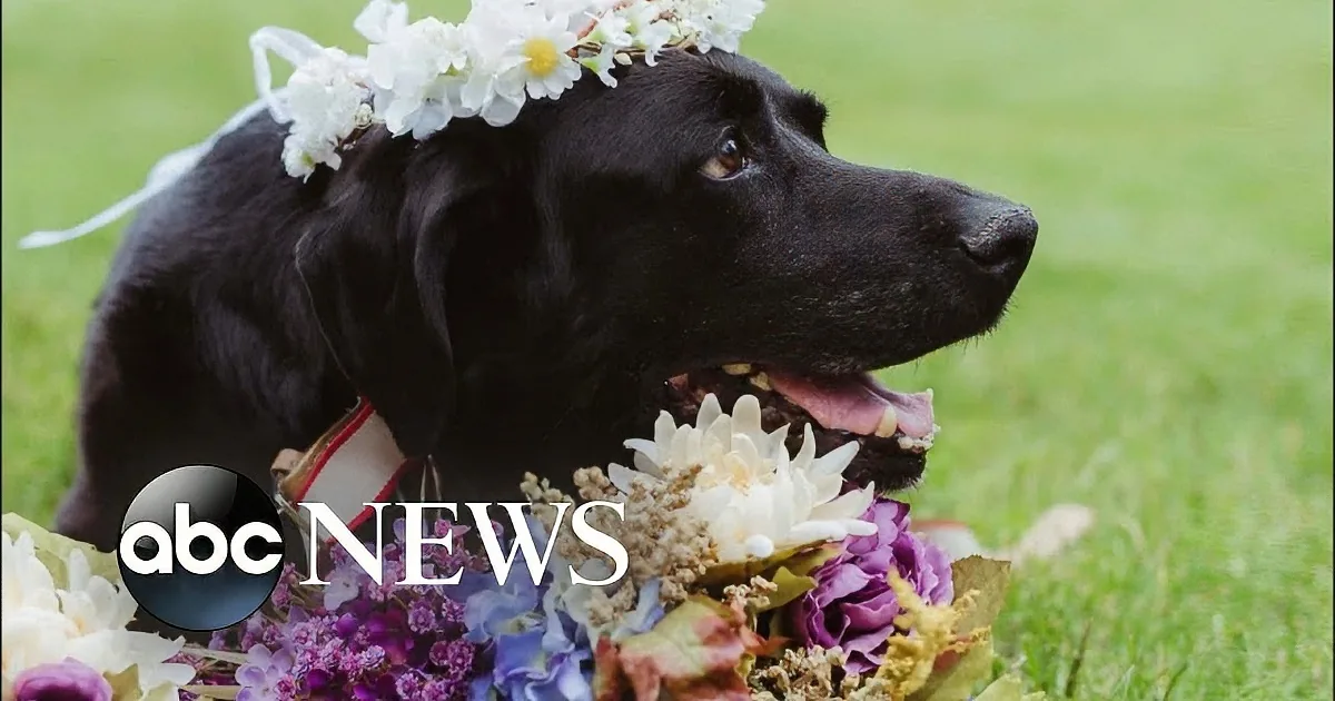 A black dog wearing a floral crown sits on grass with a bouquet of flowers.