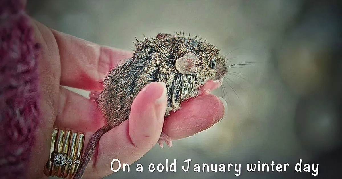 A small, fluffy mouse sits on a person's hand on a cold January winter day.