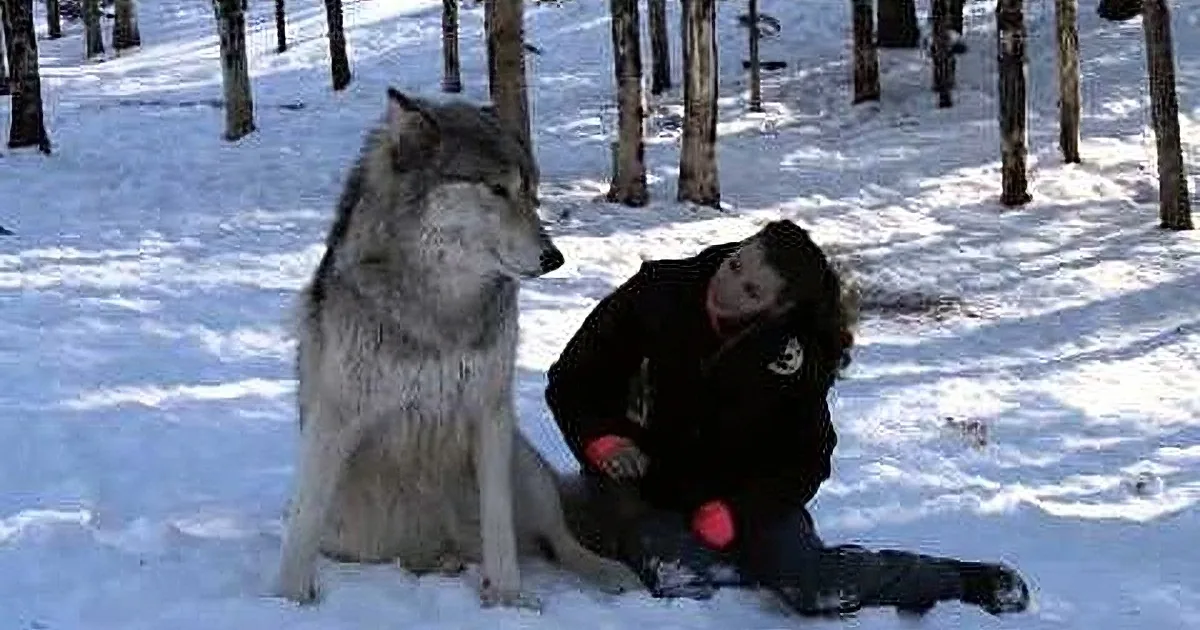 A person in a snowy forest interacts closely with a large wolf.