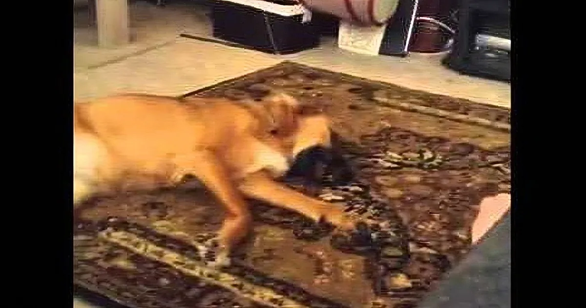 A dog lies on a patterned rug, appearing relaxed or possibly asleep.