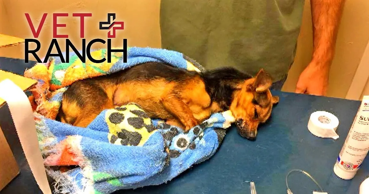 Dying Puppy Makes a Remarkable Recovery, Vet Ranch Staff Overwhelmed...
