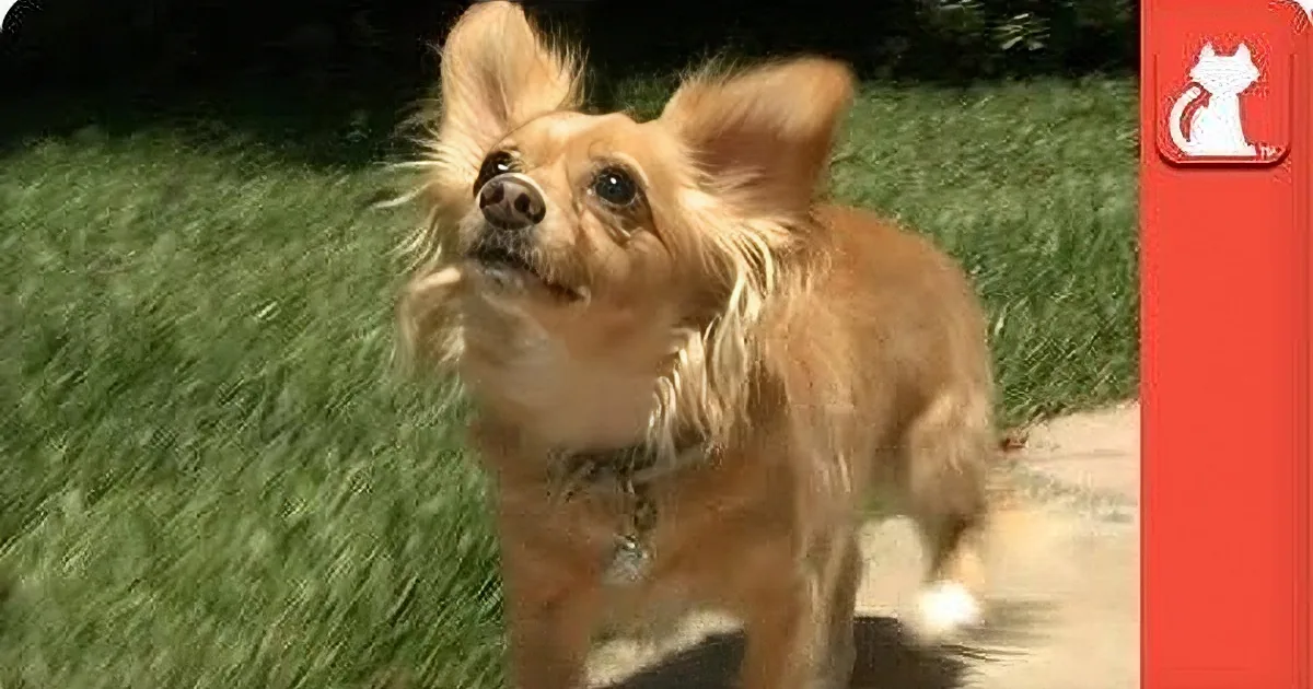 What Happens When Owner Refuses to Pay the Shelter to Release the Dog?