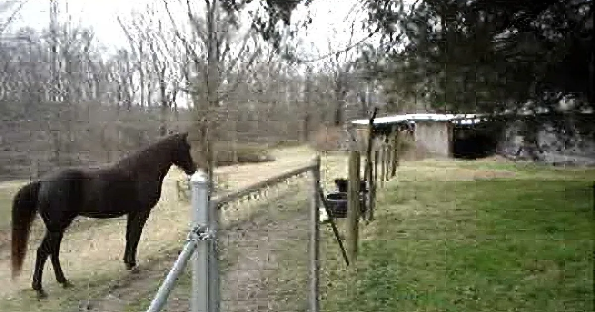 A dark horse stands near a metal fence in a grassy field with trees and a small structure in the background.