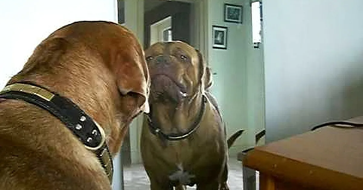Dog Goes Wild Seeing His Reflection in the Mirror!