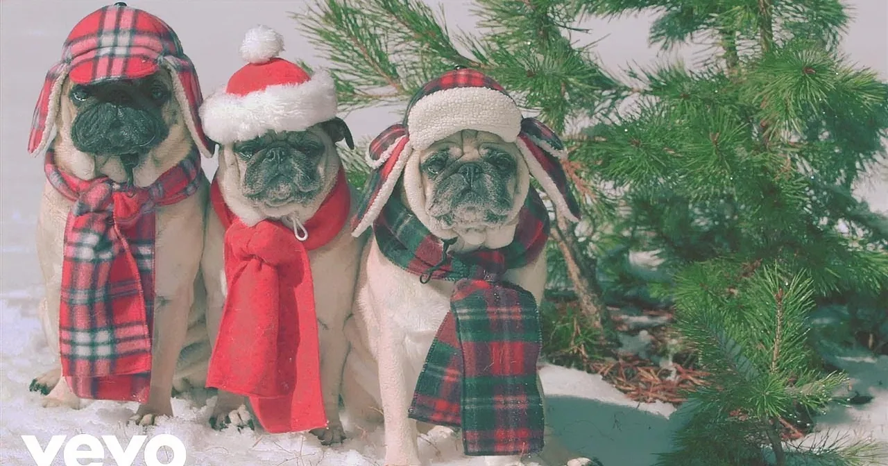 These Adorable Pugs Featured Where Again? How Many Outfits Do They Have?