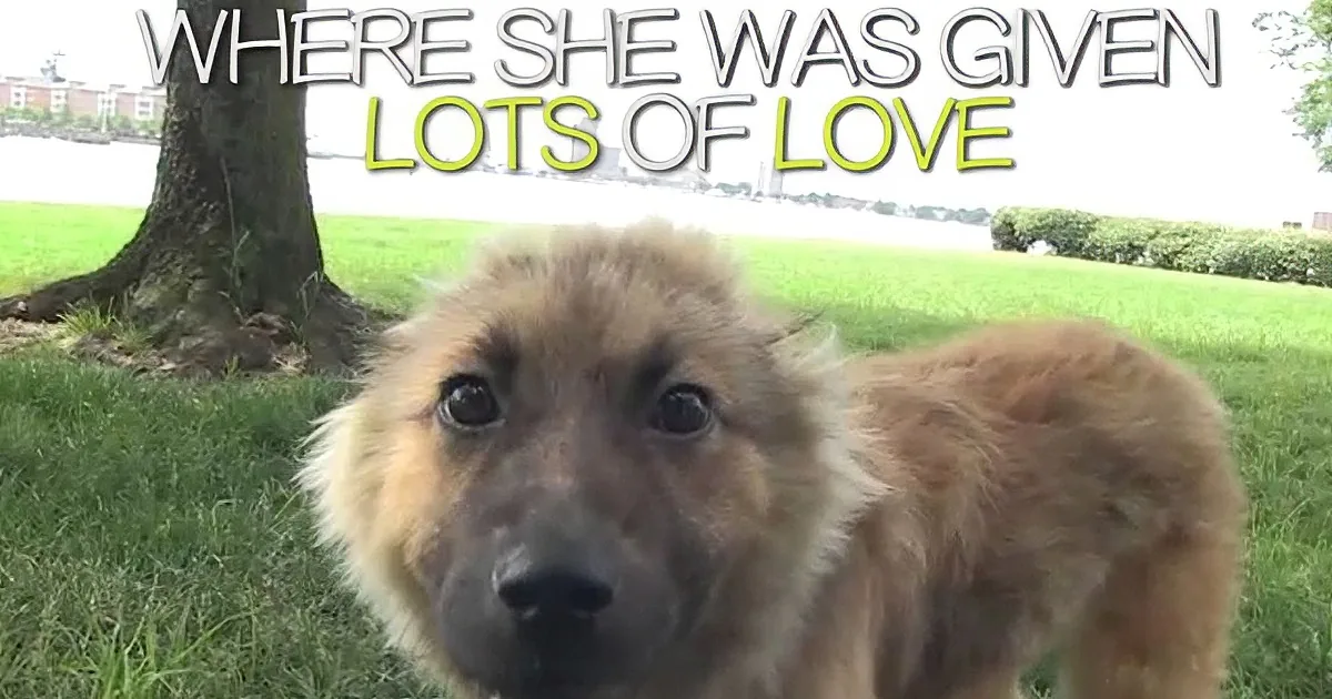 Ariel Had Mattered Fur and Deformed Paws, Her Story of Courage Is Truly Inspiring!
