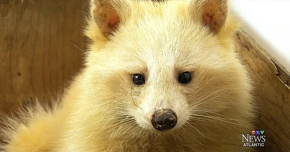 A close-up of a fluffy, light-colored animal with large, dark eyes and a small, pointed nose.