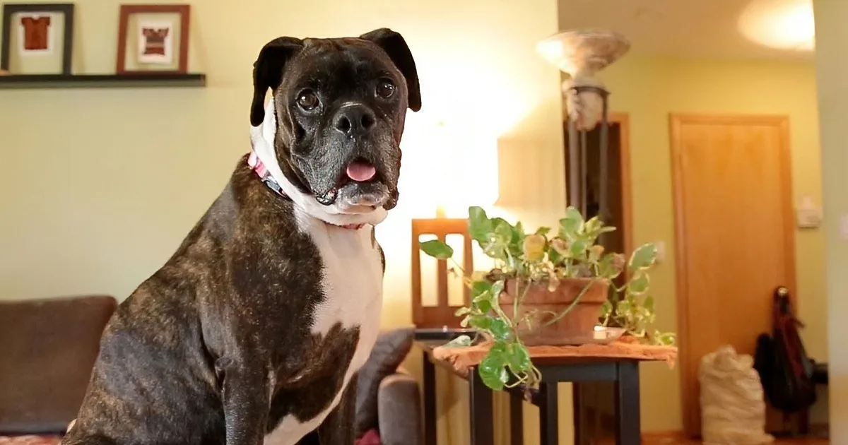 A brindle and white boxer dog sits on a couch in a cozy living room with a potted plant nearby.