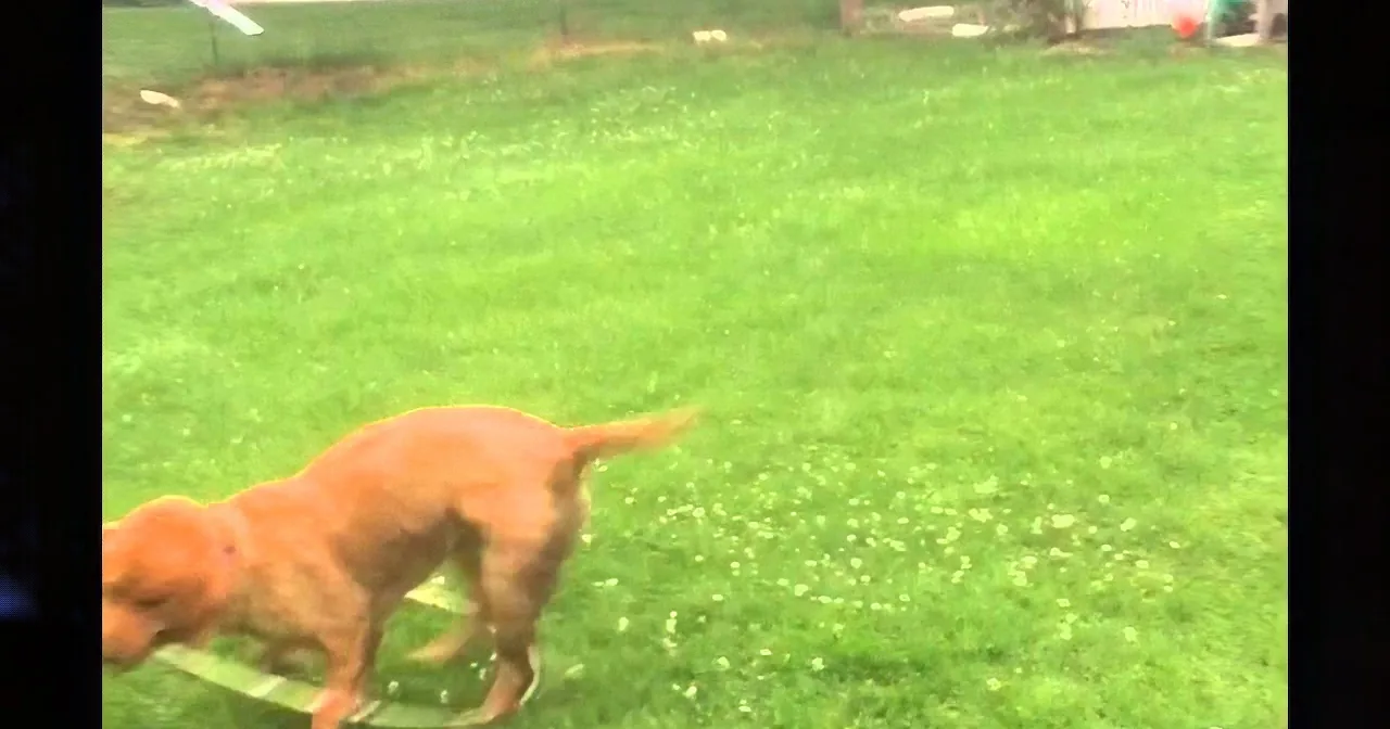 Cute Dog Swirls Along With a Hula Hoop, This Was Must-See!