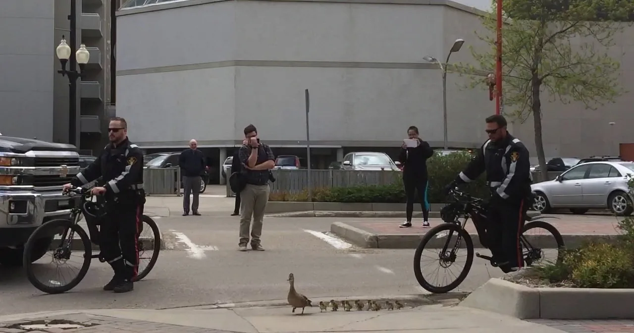 A duck leads her ducklings across a city street as two police officers on bicycles watch.