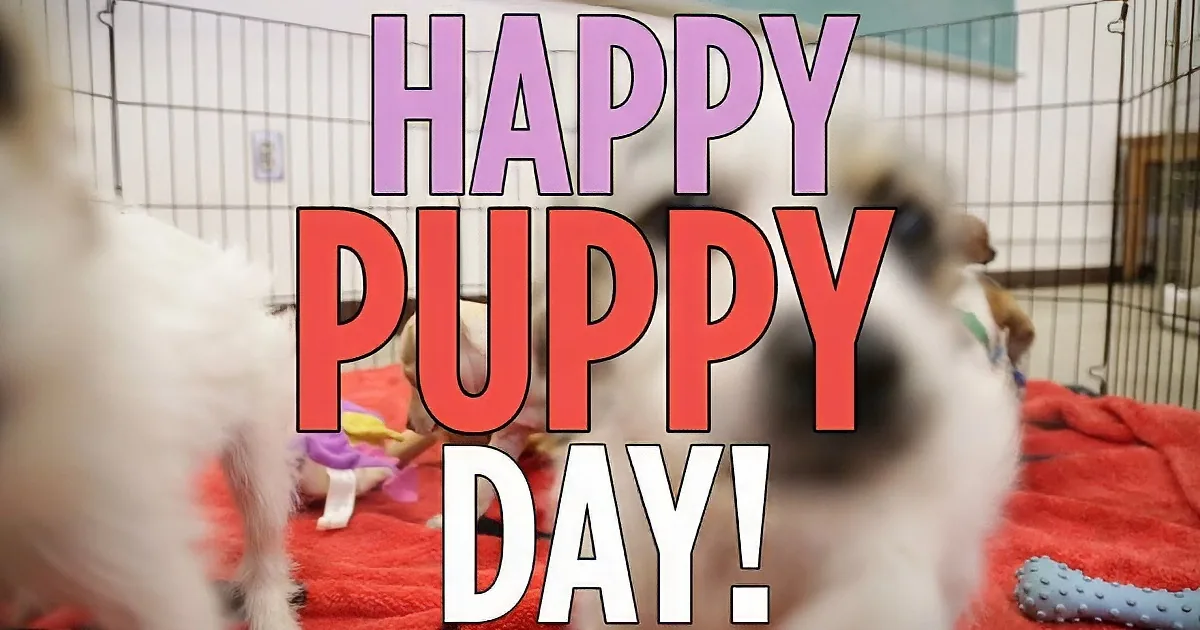 Two playful puppies on a red blanket with toys, surrounded by a cage, with "HAPPY PUPPY DAY!" text overlaid.