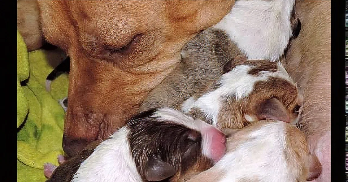 A Hidden Pregnancy and a Surprise Revelation!