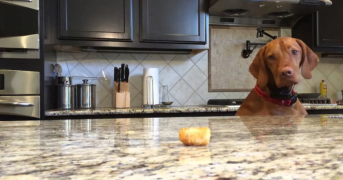 Dog Looks Hungrily at the Tater Tot, See if You Can Control Your Laughter.