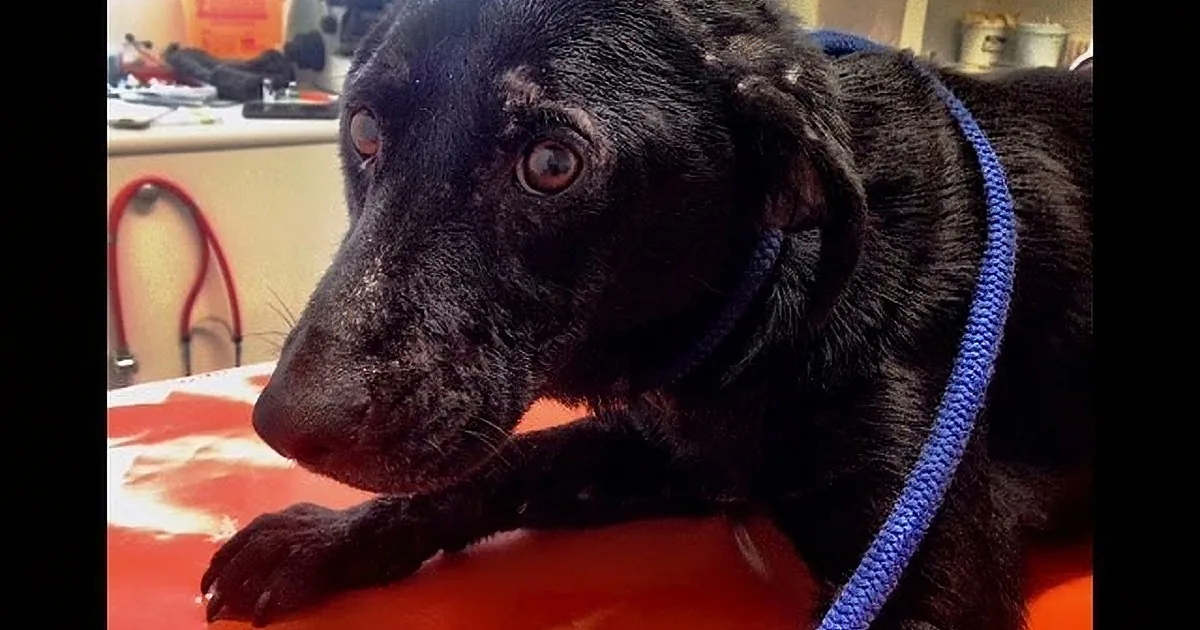 Why This Dog Was Not Adopted Will Both Astound and Puzzle!
