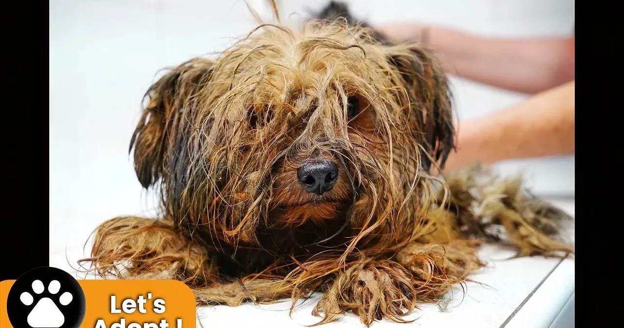 Yorkie Rescued From Mill, You Will Not Believe the Beauty Under All That -- I''m Crying!