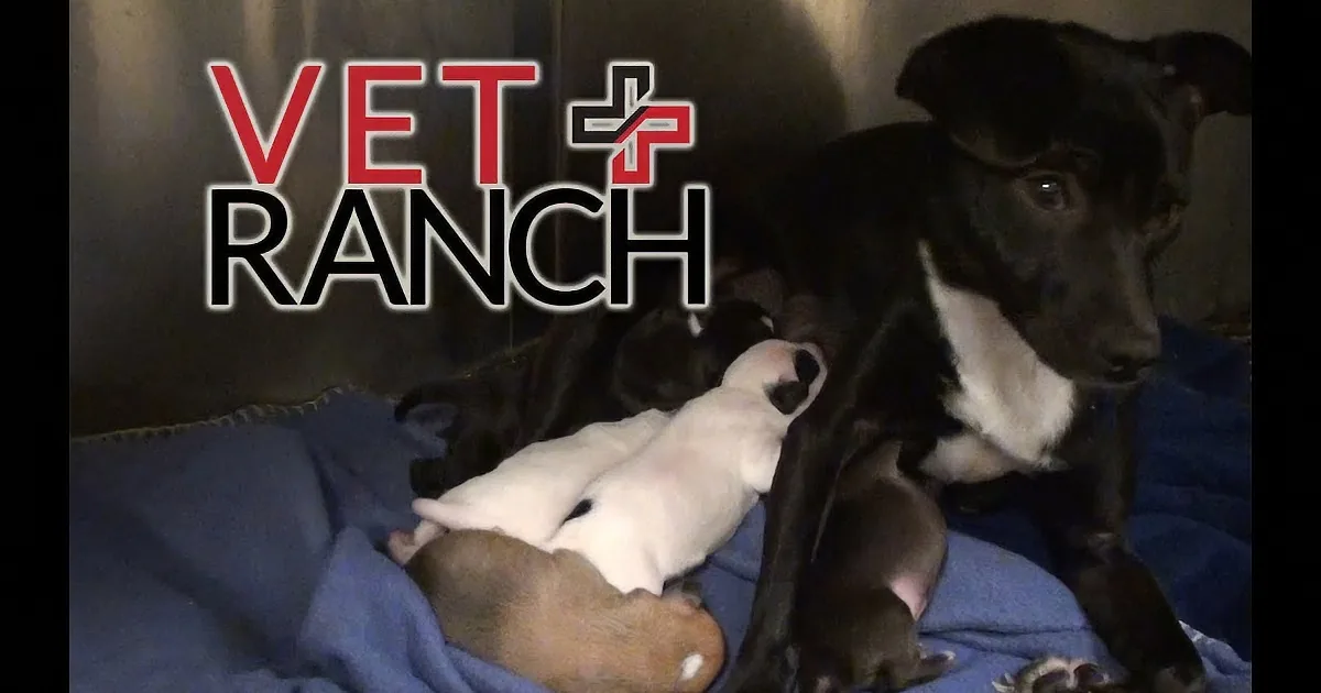 Pregnant Dog Rescued, OMG Just Before Being Euthanized!