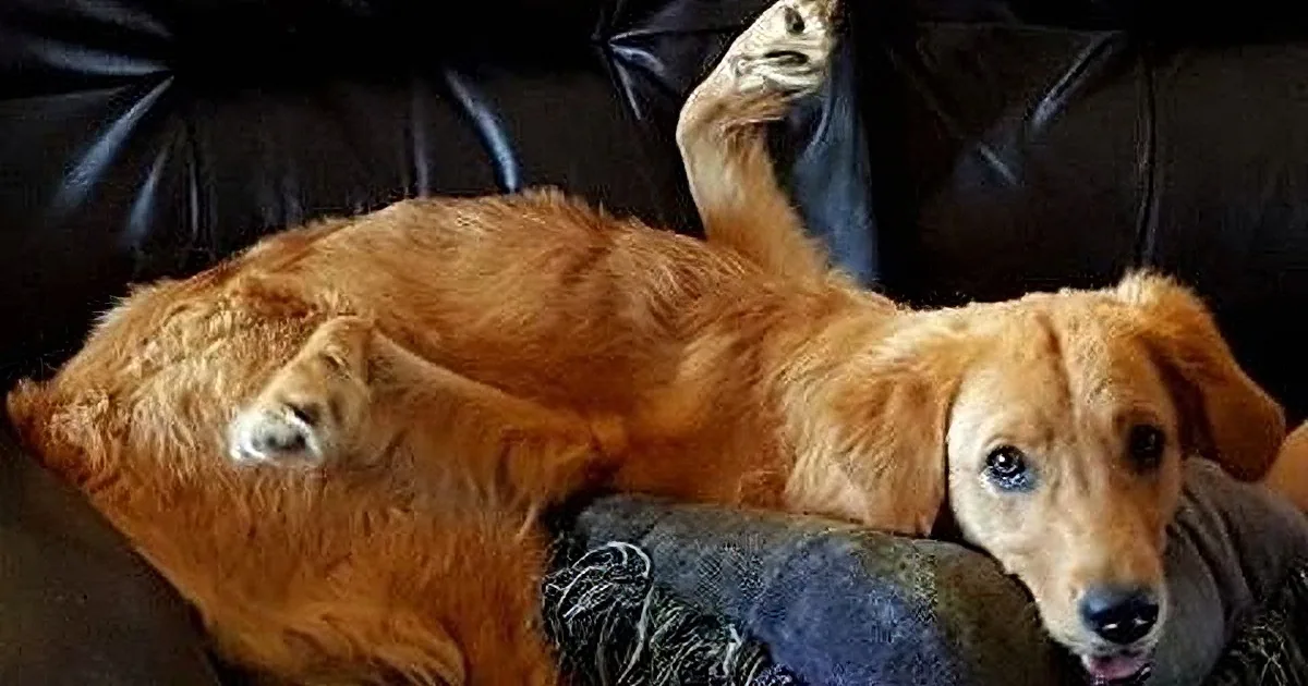 Dog Born With Backward Legs, Watch How a Couple Refused to Give up on Her.