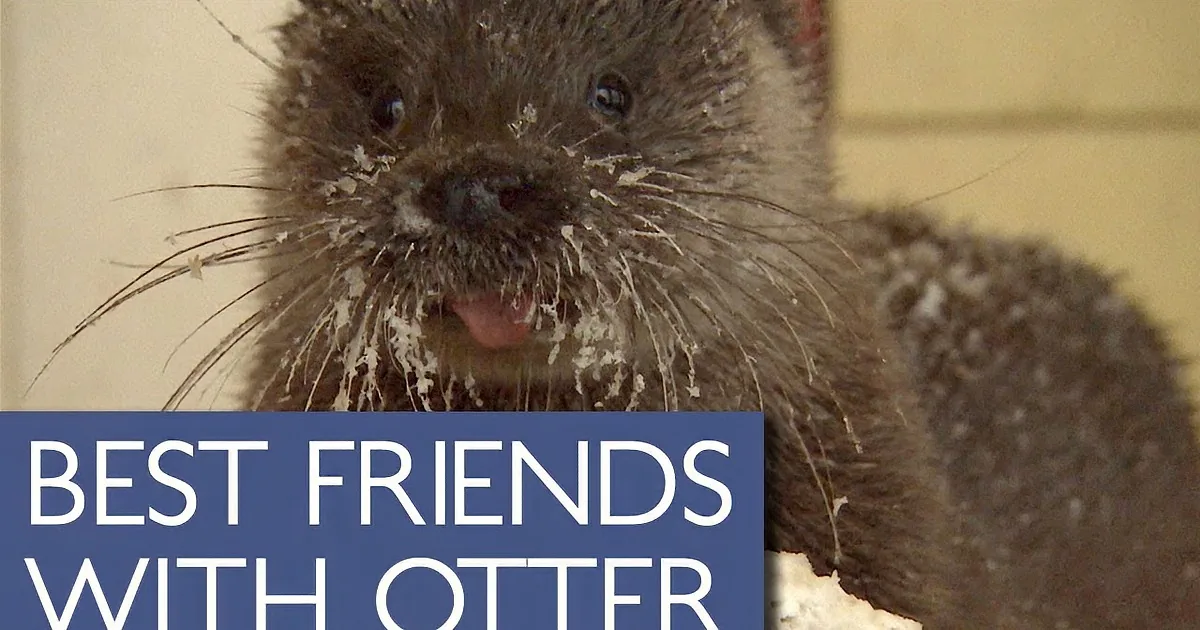 Elderly Man and Otter Strike a Beautiful Friendship, This Is Hard to Believe.