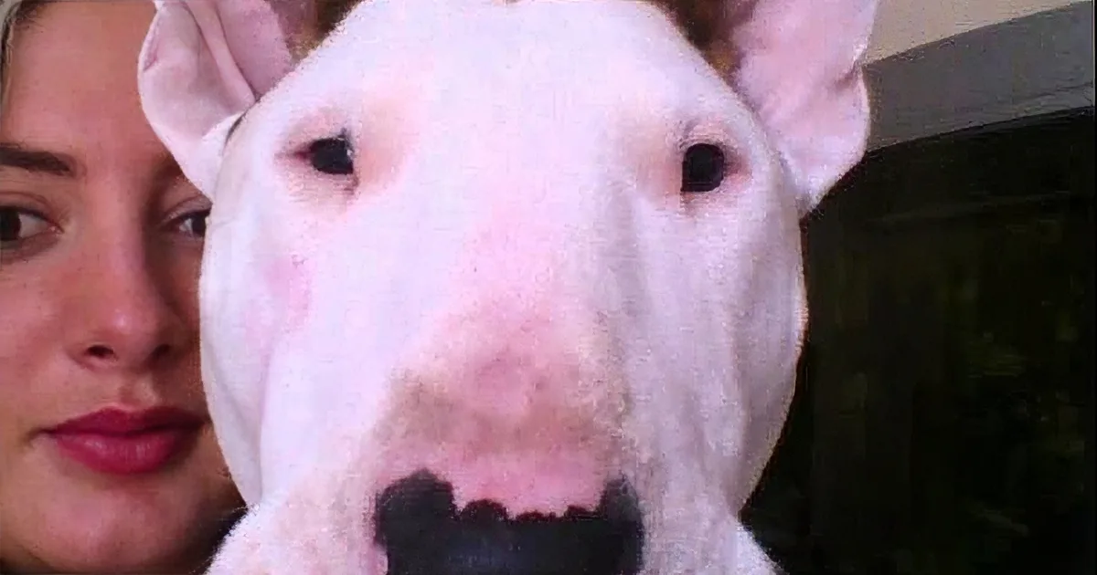 A Bull Terrier Named Lily Croons to Ed Sheeran, See to Believe This!