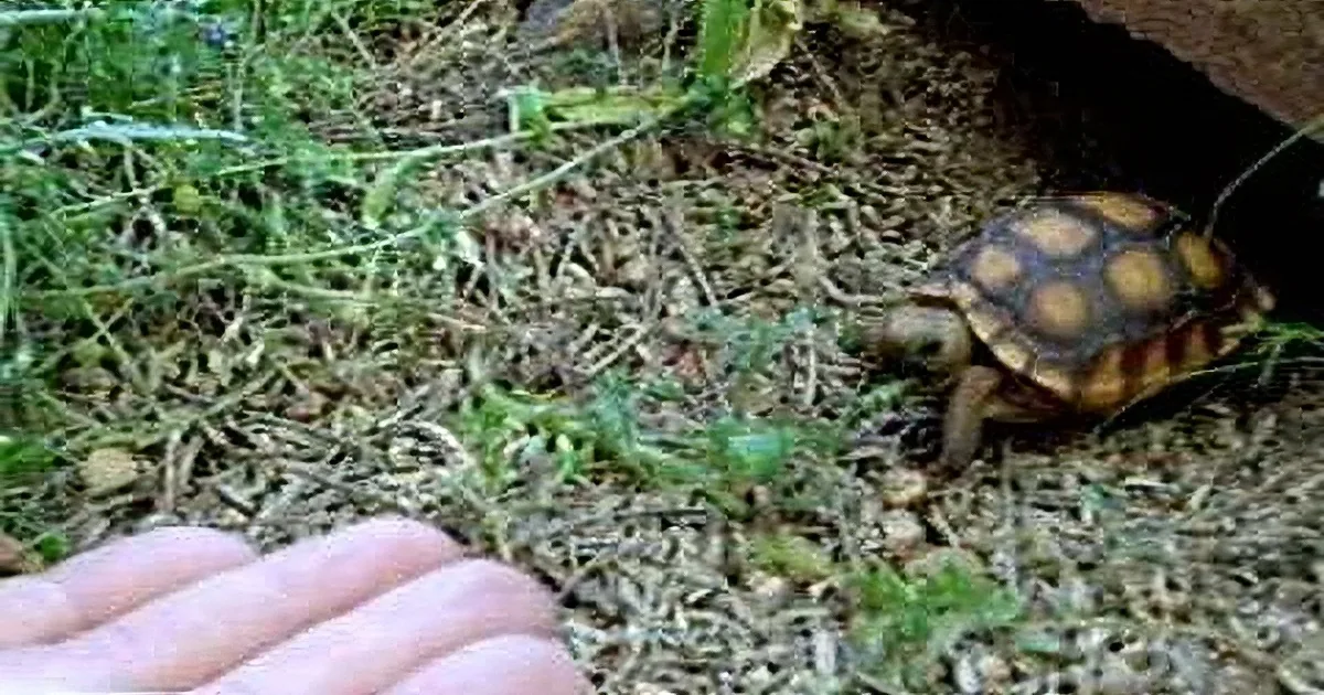 A small tortoise with red and yellow markings walks on a ground covered with leaves and twigs near a hand.