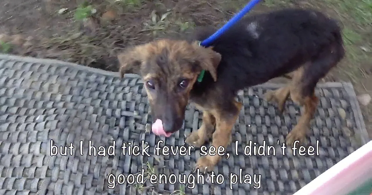 Puppy Turned in to Be Euthanized. Wait for the Shocker When You Find out Why!