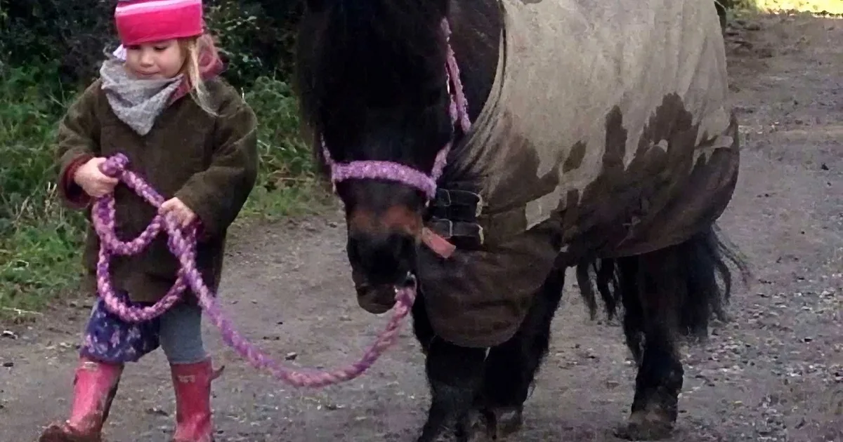 A child in pink attire holds a purple rope, leading a large, dark horse with a blanket.