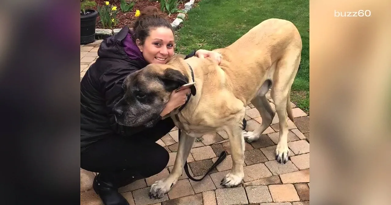 Giant Mastiff Rescued From Back Seat, Whoa, You Got to See This!