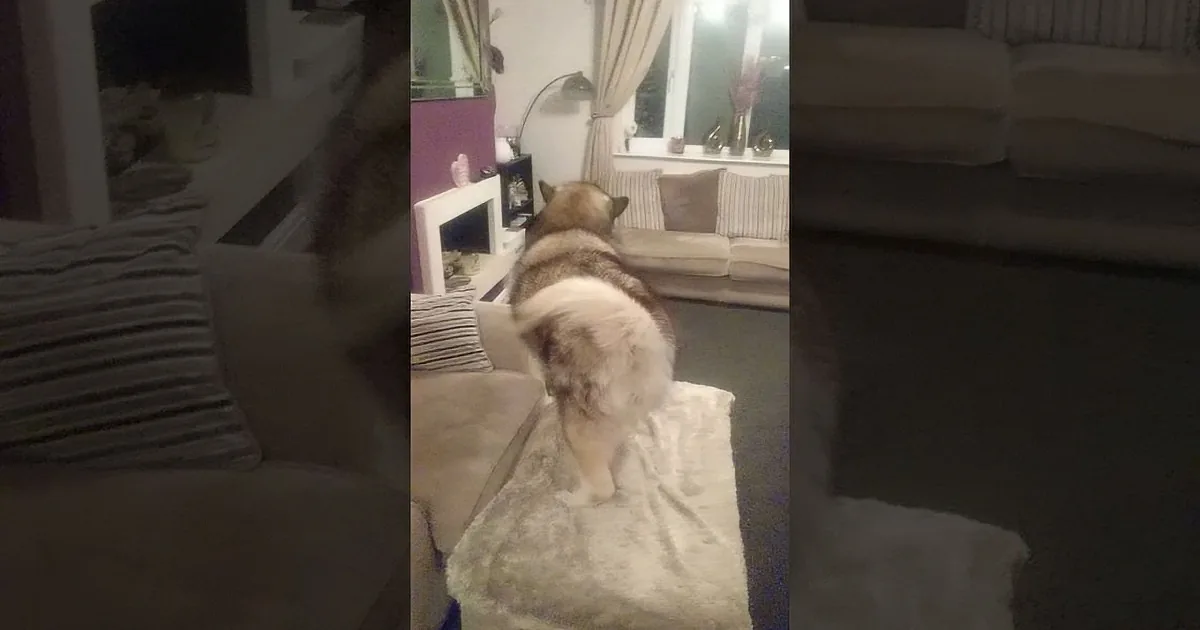 These Alaskan Malamutes Thought It Was a Typical Evening, but One Word Made Them Go Bonkers!