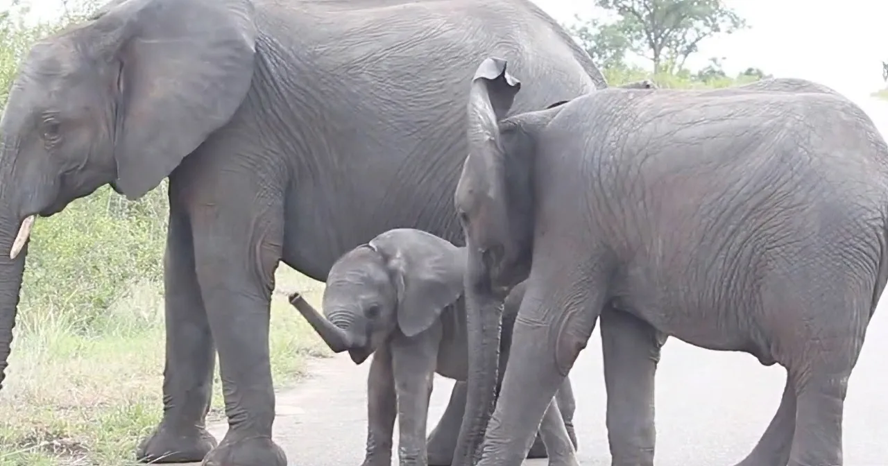 This Baby Elephant Calf Just Discovered His Trunk, What Happens Next Will Make You Smile!
