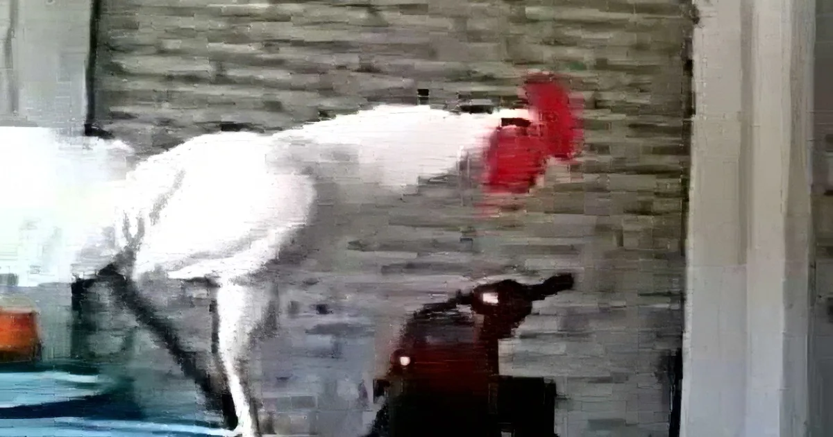 We''ve All Heard Roosters Crowing, but Have You Ever Heard One Laugh?! Hilarious!