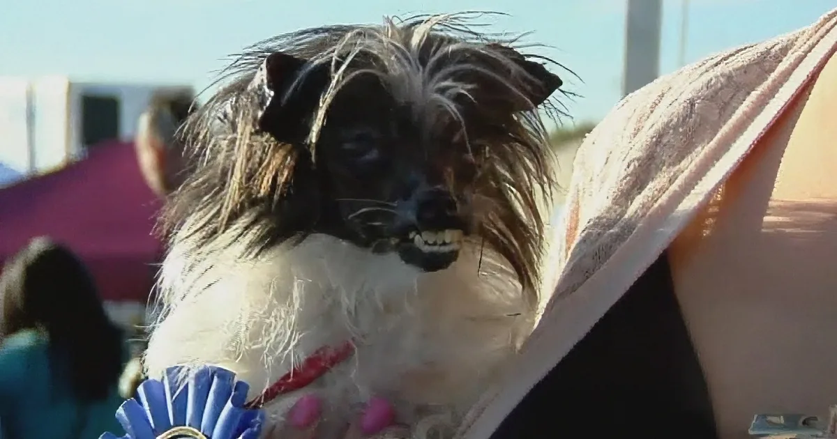 This Sweet Rescued Dog Had Absolutely No Hope Until This Happened! Unbelievable!