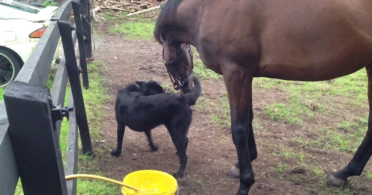 Man Noticed His Horse Was Depressed. What He Does Next Will Bring a Smile to Your Face!