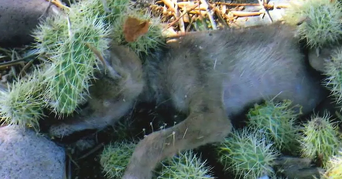 A small, furry animal, possibly a baby fox, is nestled among green moss and twigs.