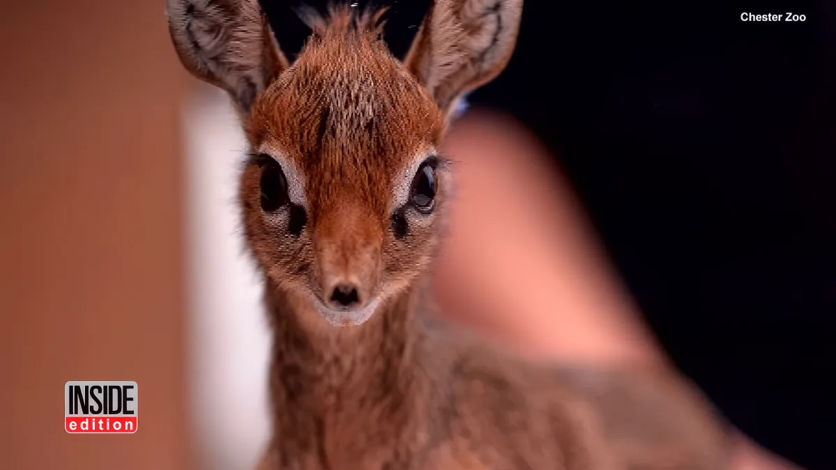 A close-up of a baby antelope with large, expressive eyes and a curious expression.