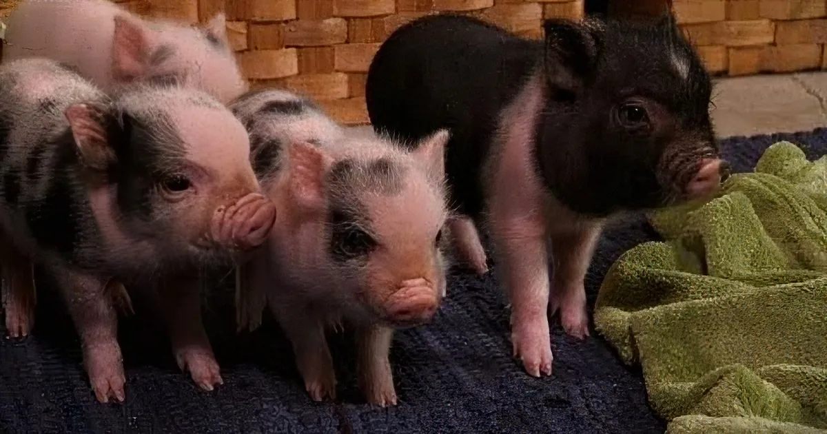 Mini Potbelly Pigs and Their Canine Pal Penny Spend the Day Together