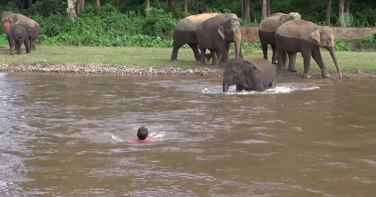 A person swims in murky water near a group of elephants on a grassy riverbank.